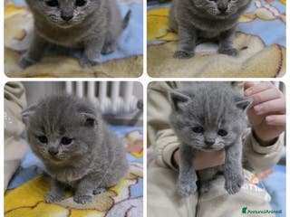 Scottish gatti Cuccioli Scottish fold e straight - Annuncio 37