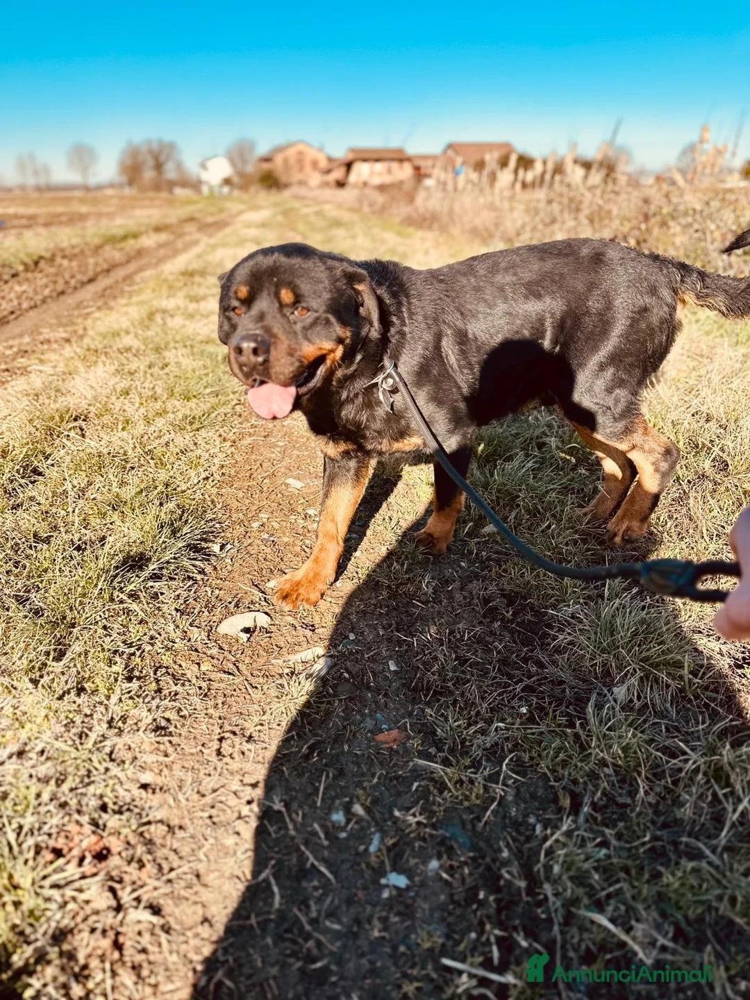Rottweiler cani in regalo: Ares: 7 anni, Rottweiler equilibrato, socievole  a Città Metropolitana di Genova - Annuncio 32