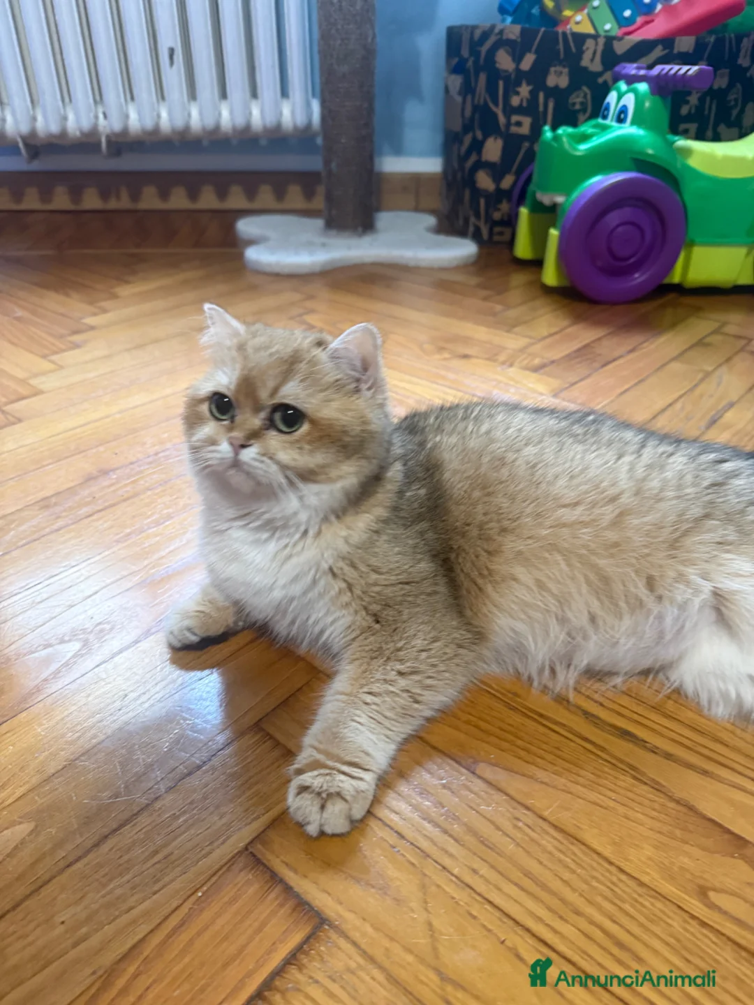 British gatti in vendita: British Golden  - Annuncio 11