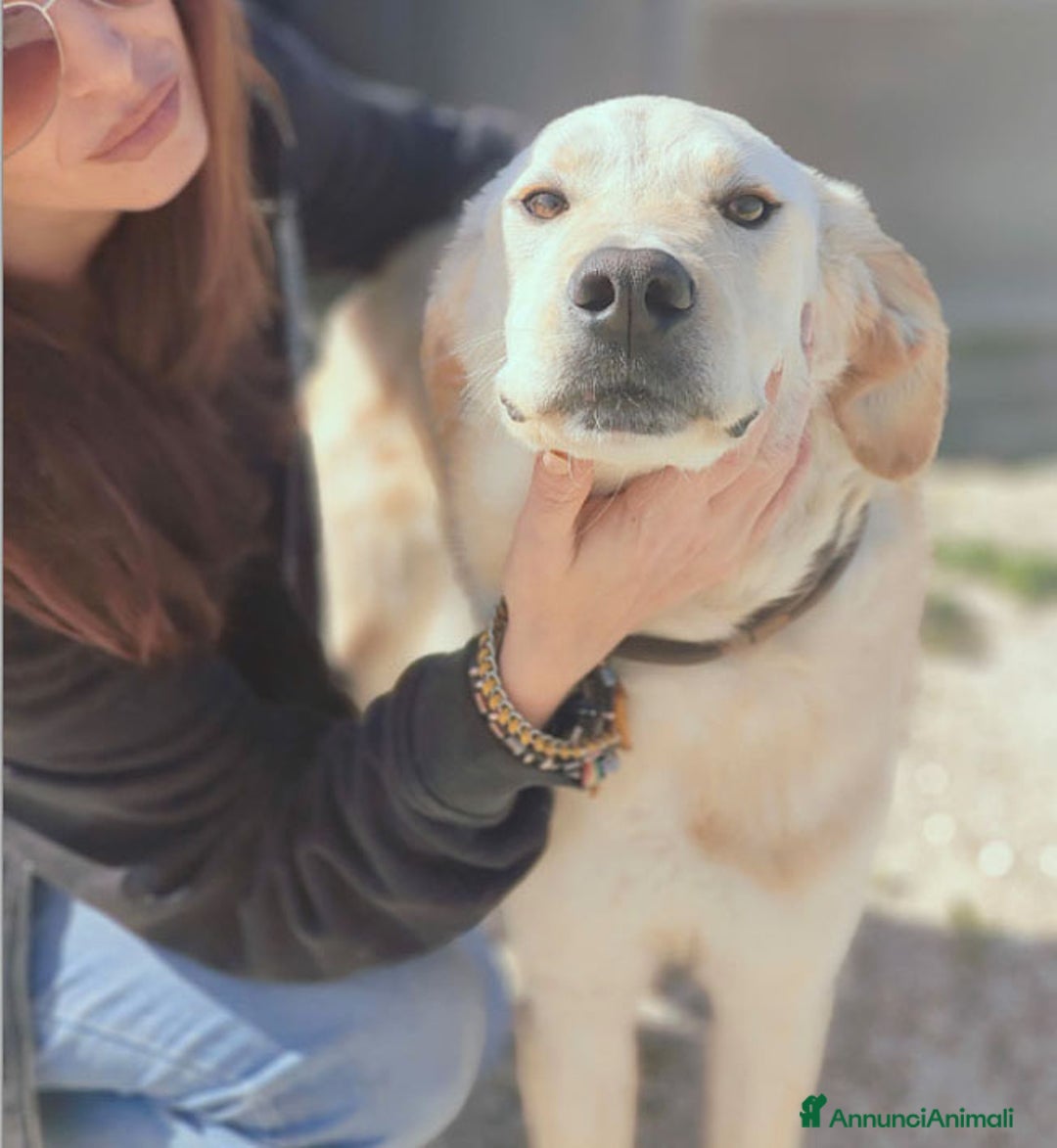 Altre razze cani in regalo: glick e giove - Annuncio 5