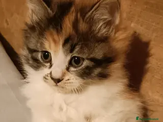 Siberiano gatti Gattini siberiani - Annuncio 1