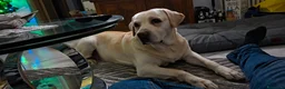 Labrador cani per accoppiamento: Labrador maschio per accoppiamento - Annuncio 6