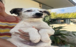 Meticcio cani in regalo:   Giò  - Immagine 2