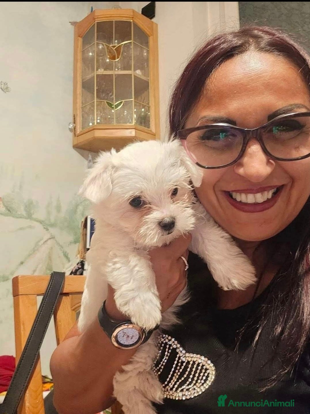 Maltese cani in vendita: Maltesi  - Annuncio 4