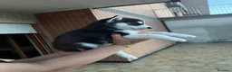 Husky cani in vendita: Husky Siberian puro a Provincia di Isernia - Annuncio 4