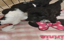 Barboncino cani in vendita: Barboncino  - Immagine 3