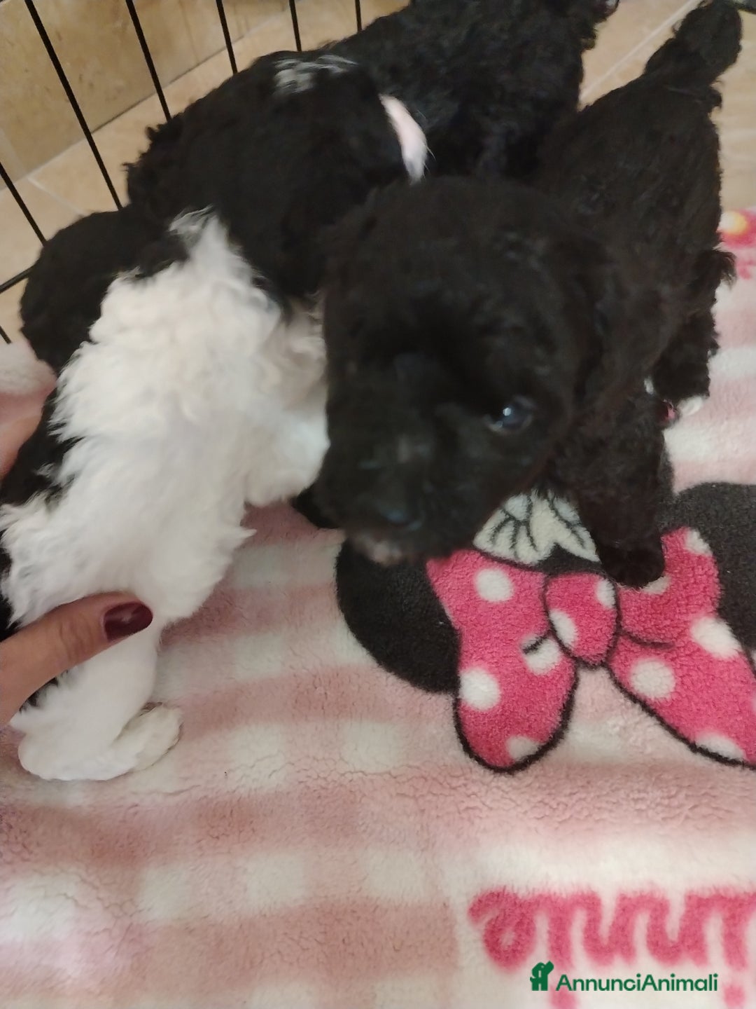 Barboncino cani in vendita: Barboncino  - Immagine 3