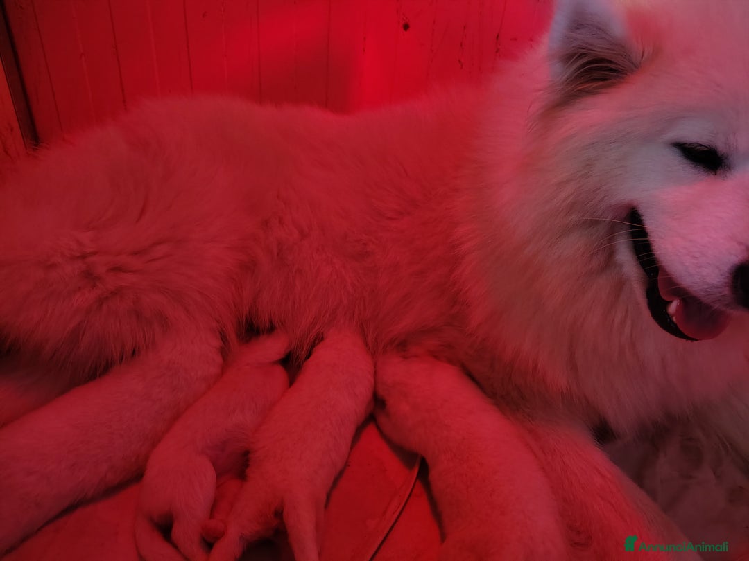 Samoiedo cani in vendita: Cuccioli di Samoiedo  - Annuncio 3