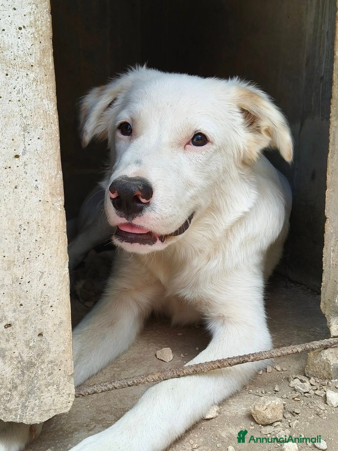 Meticcio cani in regalo: IL DOLCE SNOOPY - Annuncio 2