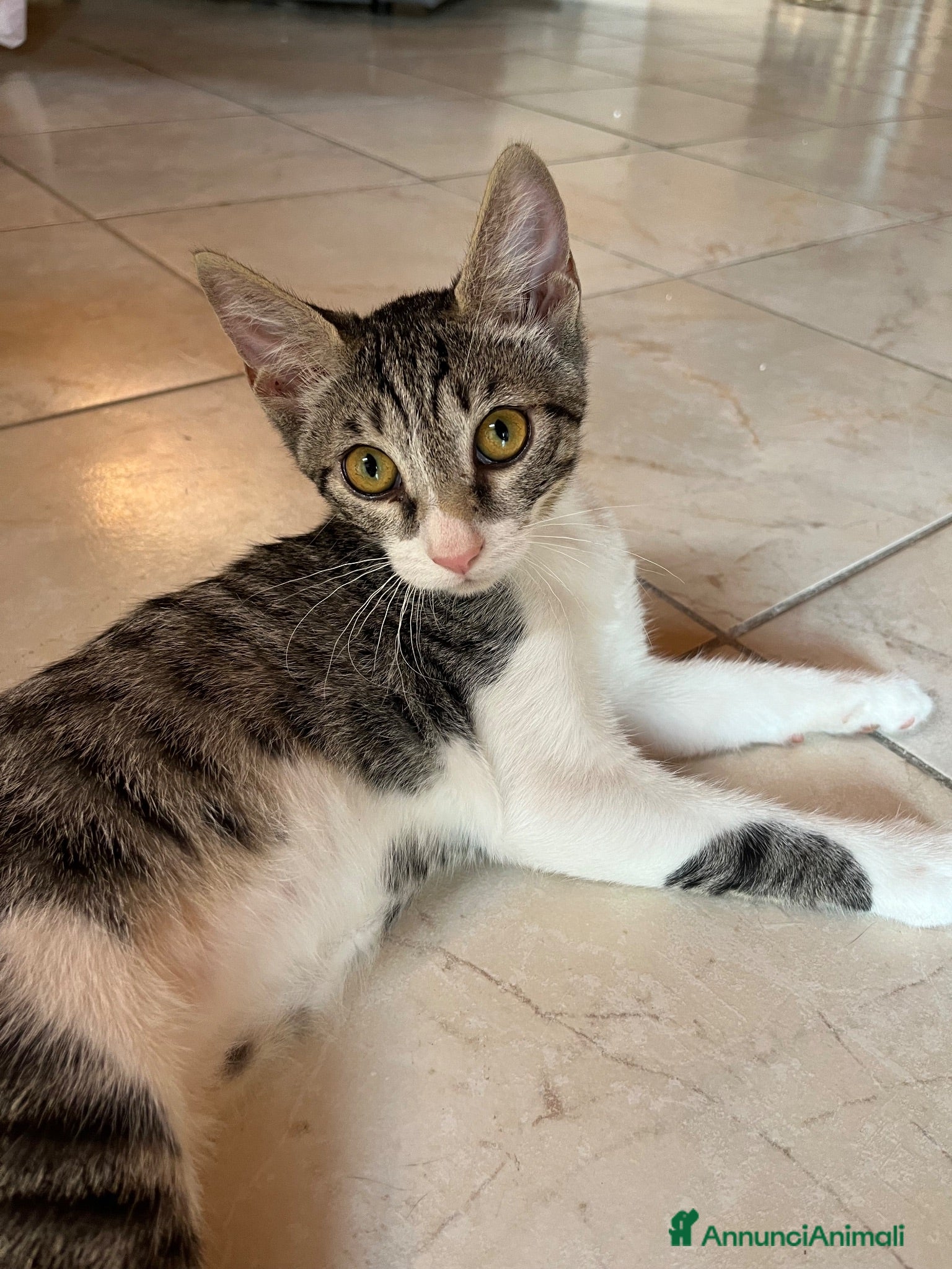 Meticcio gatti Regalo gattini - Annuncio 4