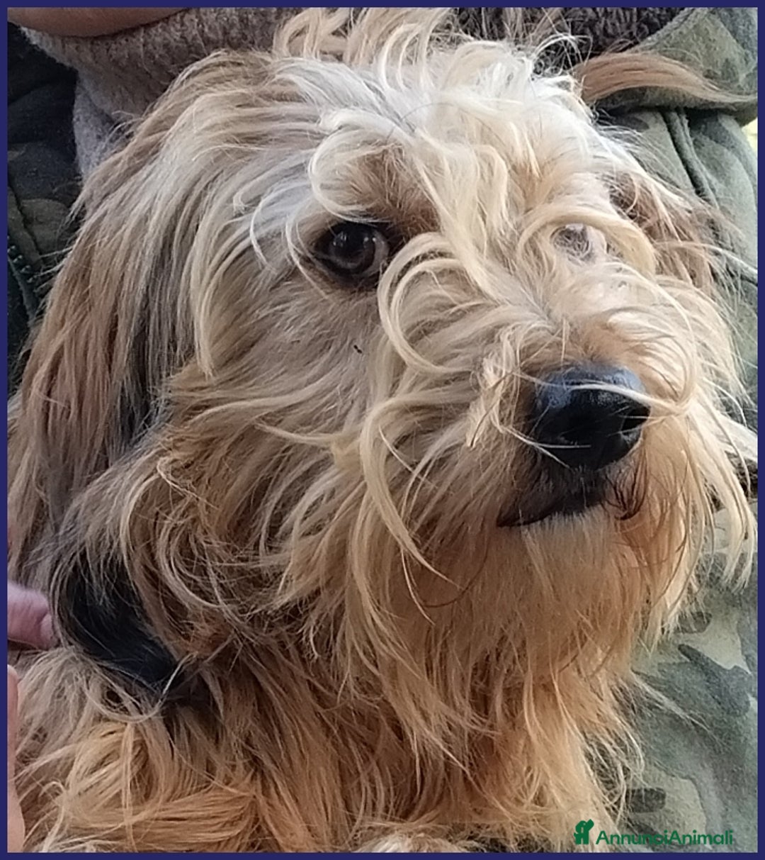 Spinone cani in regalo: FANGO DOLCE SPINONCELLO 2-3 ANNI SOGNA LA GIOIA DI a Città metropolitana di Milano - Annuncio 3