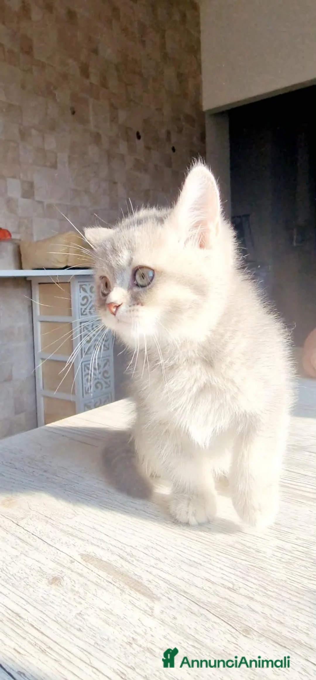 British gatti in vendita: Ultimo maschietto British colore Blue Gold  - Annuncio 5