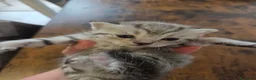 Altre razze gatti in vendita: Meravigliosi Cuccioli in Arrivon  🐾 - Annuncio 7
