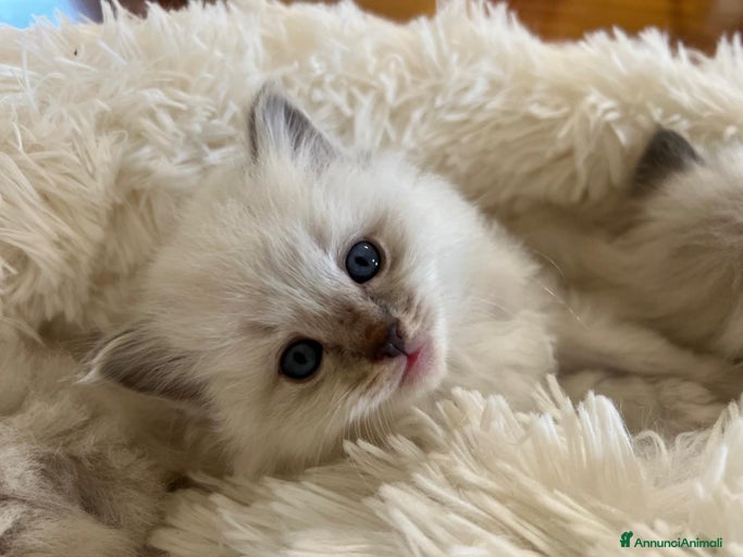 Immagine della galleria {{count}}