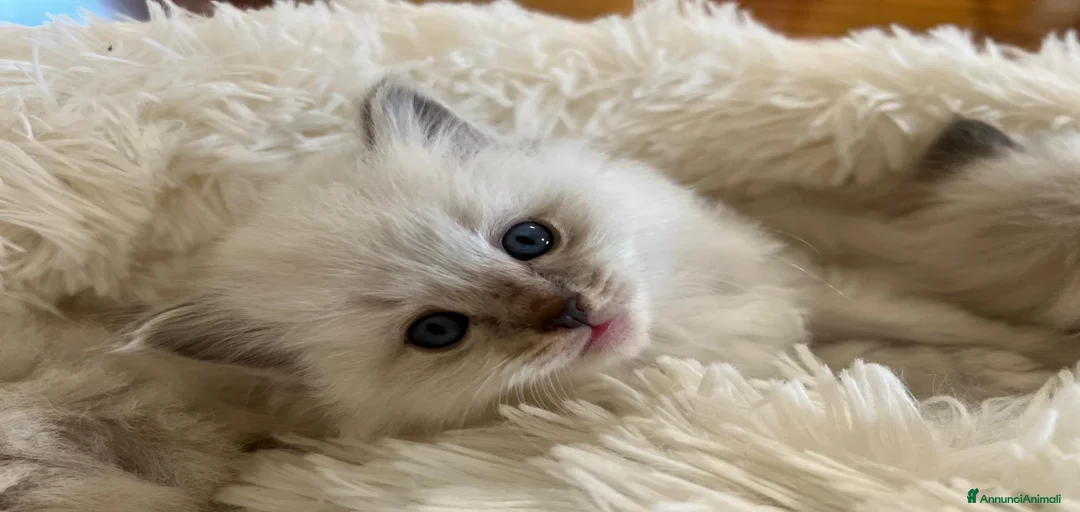 Immagine della galleria {{count}}