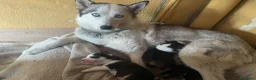 Husky cani in vendita: Cucciolo Husky  a Città Metropolitana di Napoli - Annuncio 2