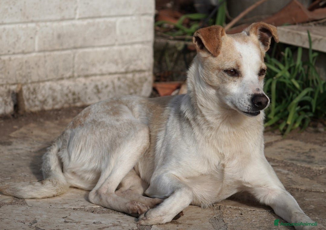 Meticcio cani in regalo: Panna, adozione del ❤️ - Annuncio 9