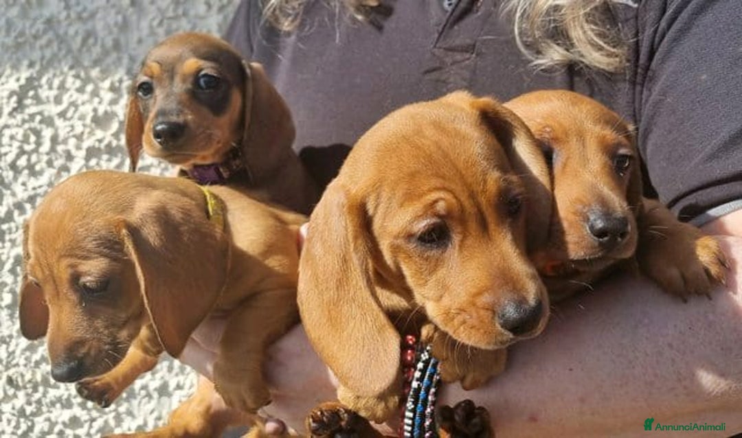 Bassotto cani in vendita: Cuccioli di Bassotto Nano a Città metropolitana di Roma Capitale - Immagine 5