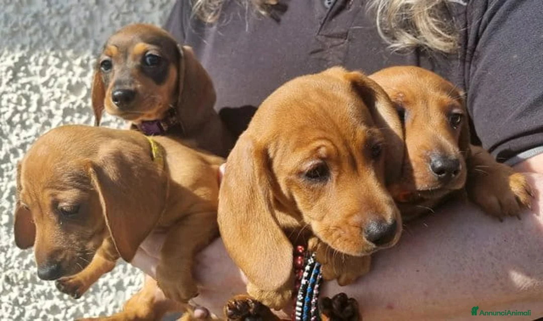 Bassotto cani in vendita: Cuccioli di Bassotto Nano a Città metropolitana di Roma Capitale - Annuncio 5