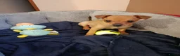 Pinscher Miniatura cani in vendita: Cuccioli pinscher  - Annuncio 4