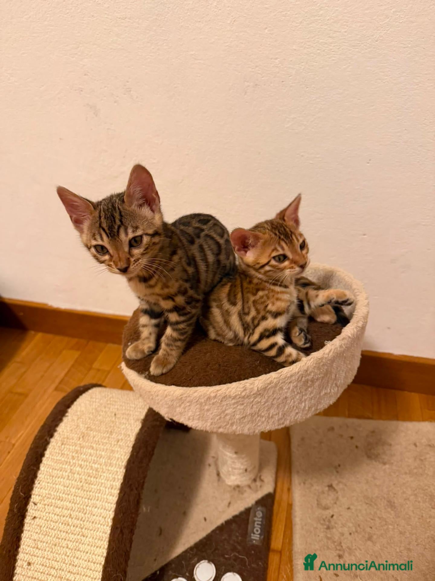 Bengala gatti CUCCIOLI BENGALA - Annuncio 14