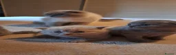 Scottish gatti in vendita: Gattini, cuccioli Scottish è British  - Annuncio 15