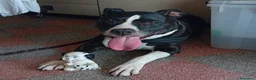 American Staffordshire cani in regalo: UN AIUTO PER BELLA, MERAVIGLIOSA CREATURA CERCA TE - Annuncio 1
