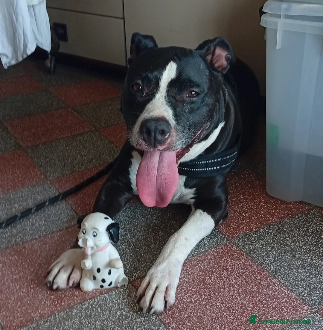 American Staffordshire cani in regalo: UN AIUTO PER BELLA, MERAVIGLIOSA CREATURA CERCA TE - Annuncio 1