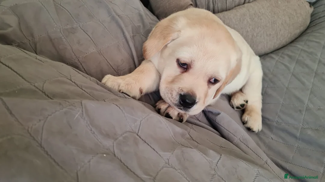 Immagine della galleria {{count}}