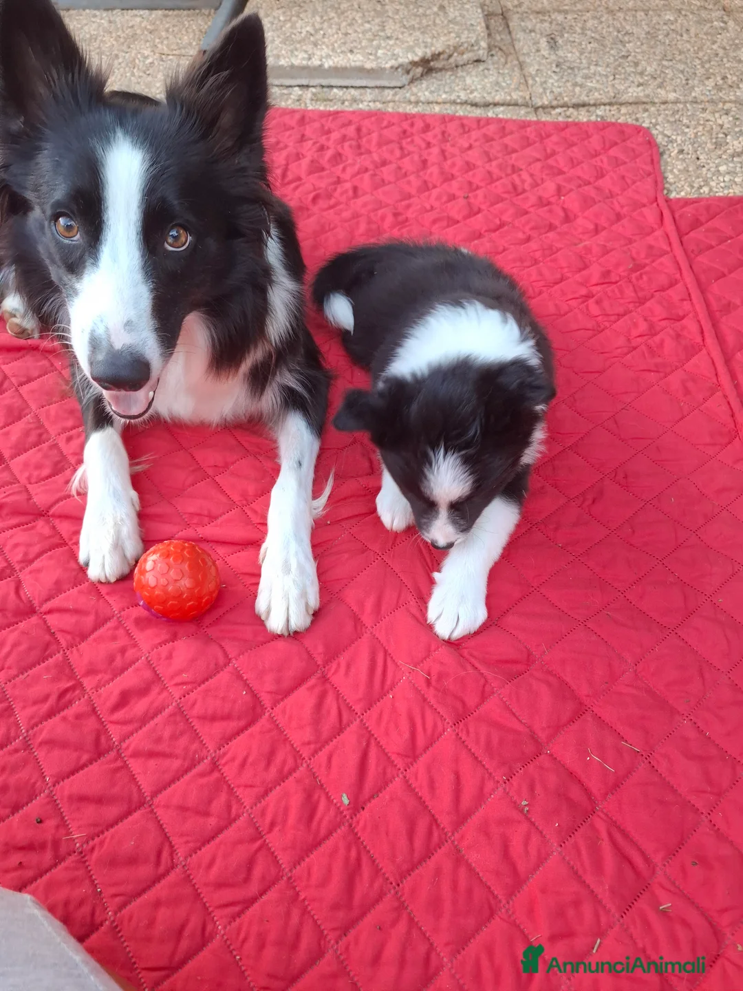 Border Collie cani in vendita: Cuccioli border collie - Annuncio 2