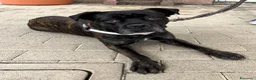 Meticcio cani in regalo: CHERRY BOXER - Annuncio 6