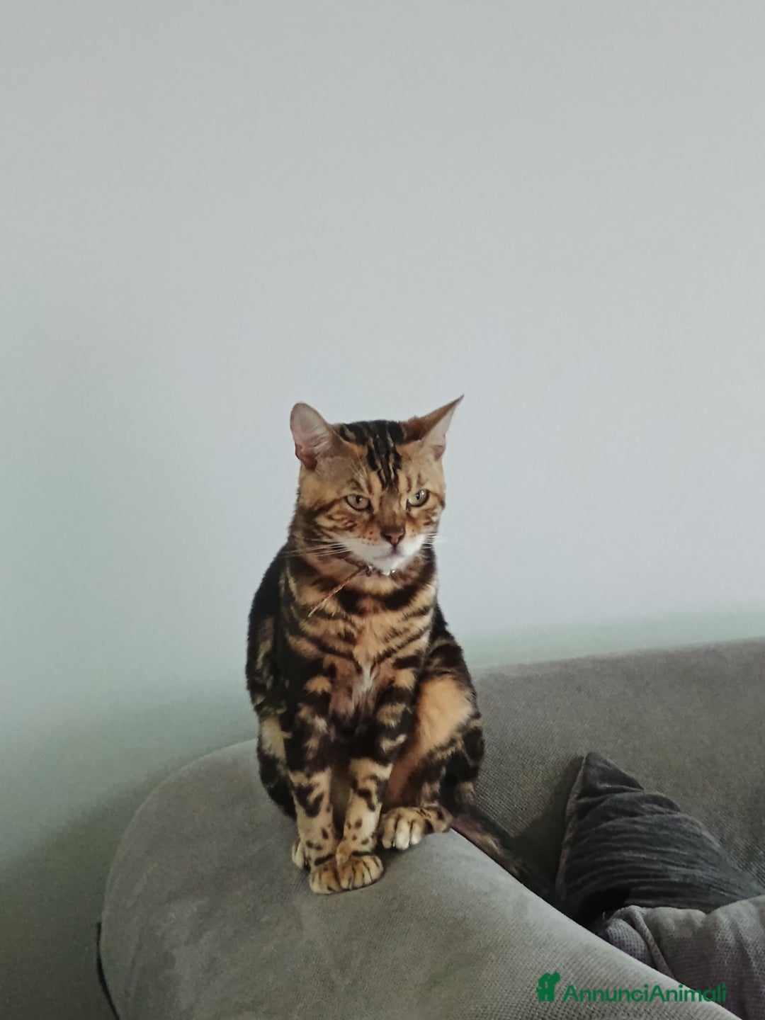 Bengala gatti per accoppiamento: Un compagno per Mia - Annuncio 2