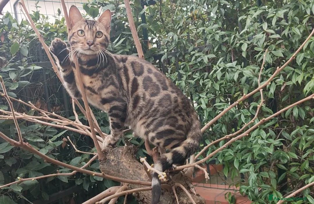 Bengala gatti in vendita: Dolcissima gattina Bengala  - Annuncio 1