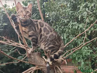 Bengala gatti Dolcissima gattina Bengala - Annuncio 5