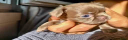 Chihuahua cani in vendita: Cuccioli di chihuahua a pelo lungo Lilac e Blu  - Annuncio 1