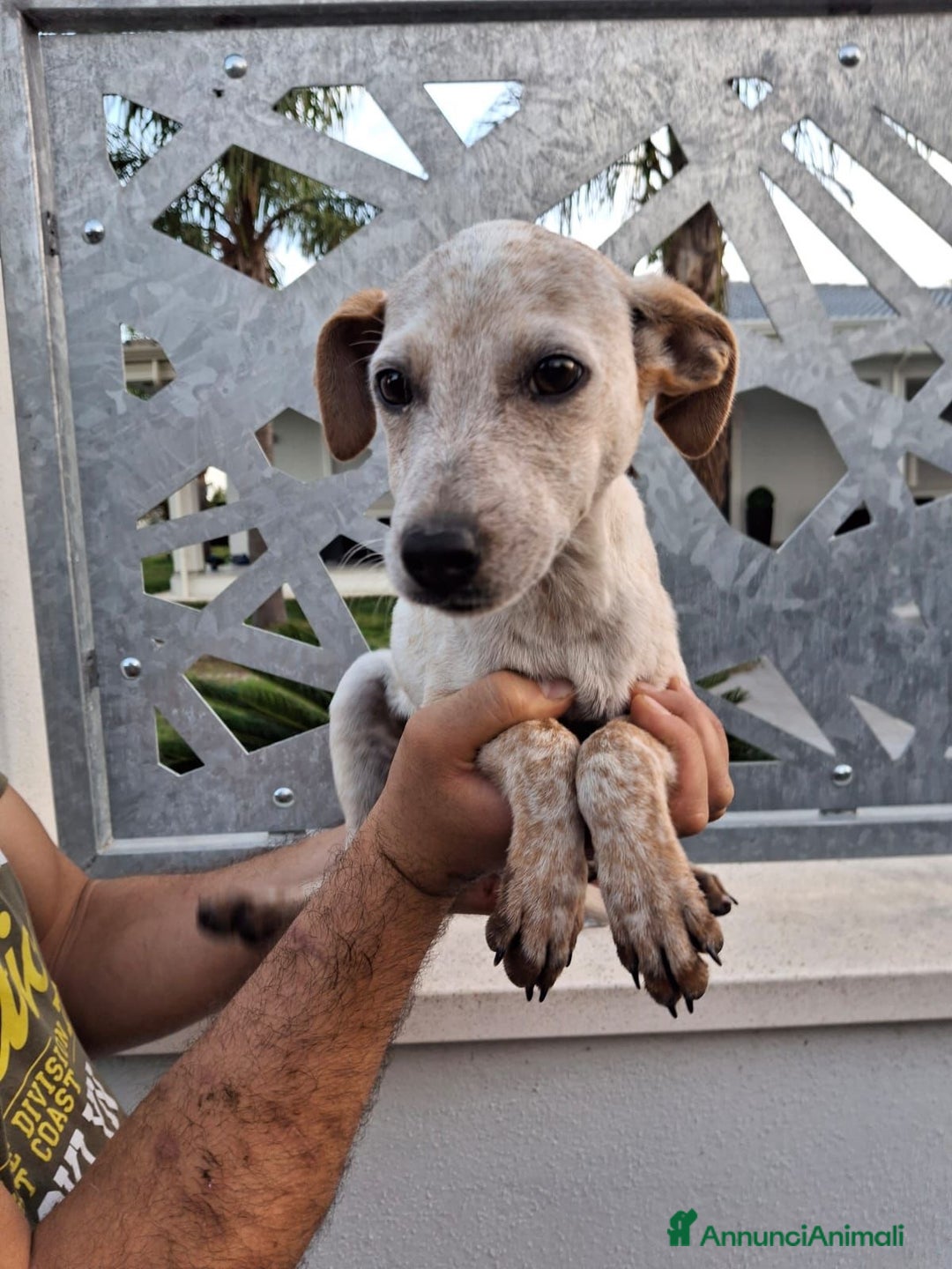 Meticcio cani in regalo: CUCCIOLO 💙 - di nome e di fatto!! Cerca casa 🙏🏻 - Annuncio 5