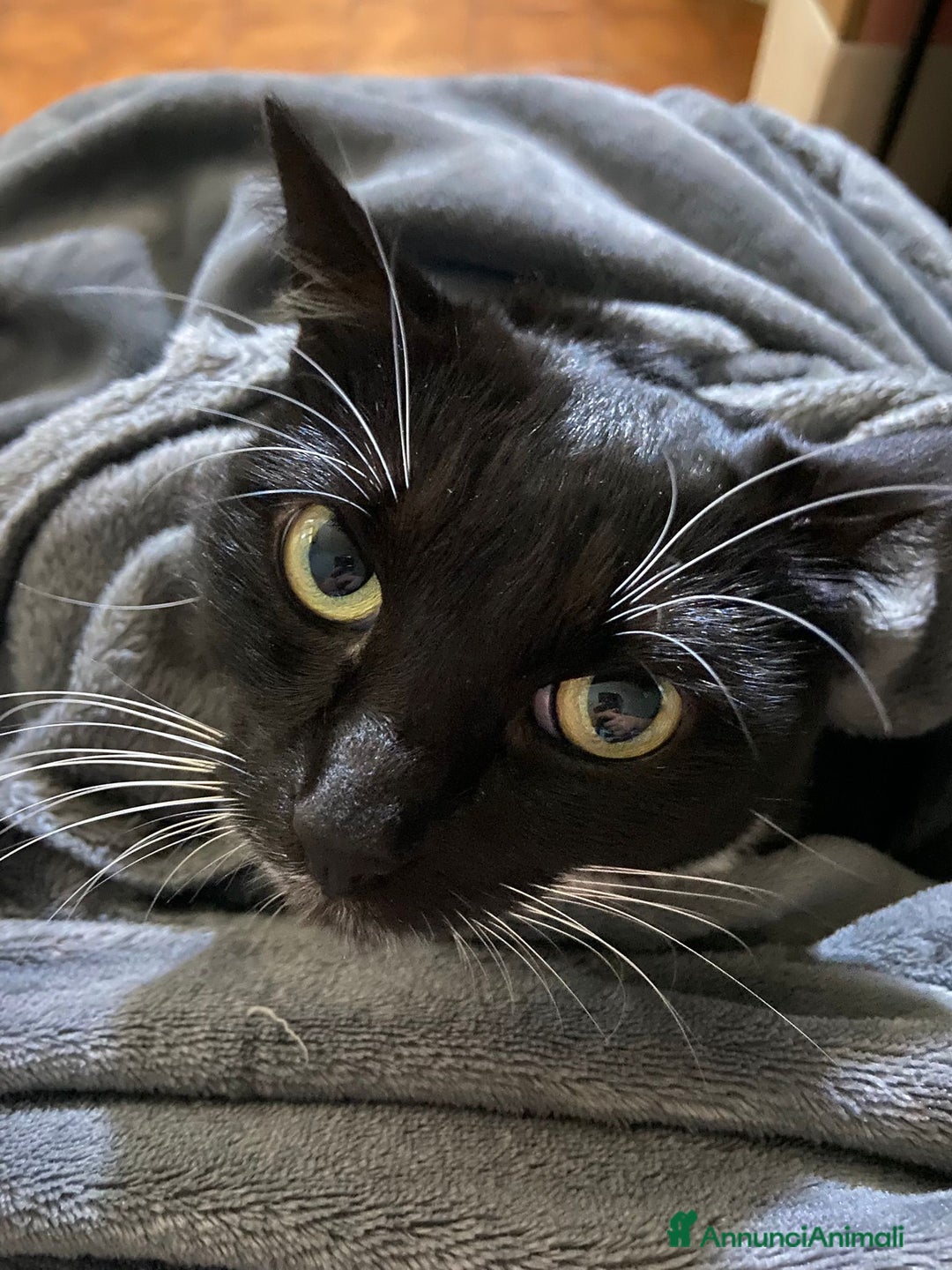 Meticcio gatti in regalo: GATTA - Annuncio 4