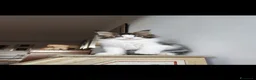 Maine Coon gatti in vendita: cucciolo di Maine Coon - Annuncio 3