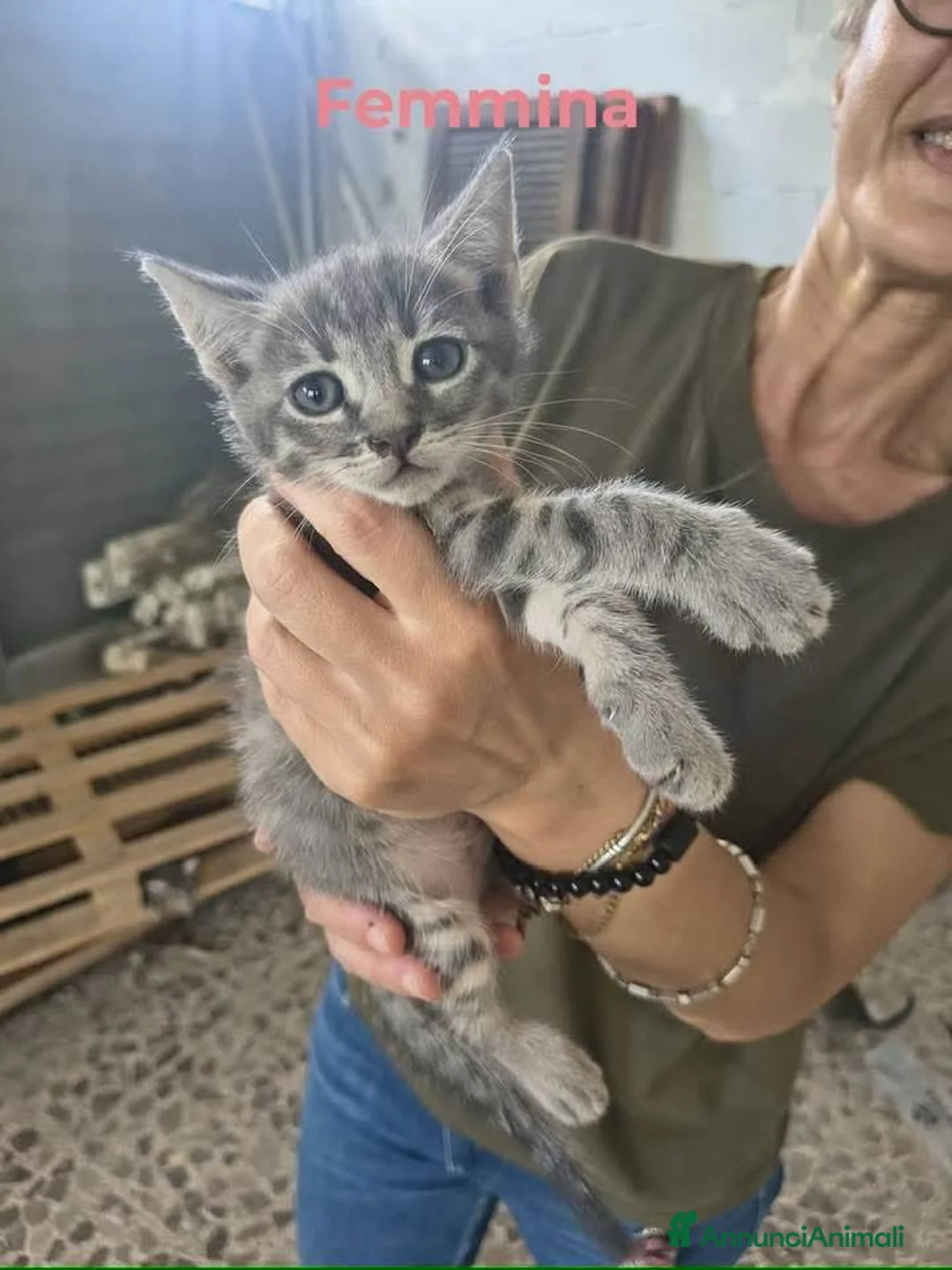 Meticcio gatti in regalo: Sono 6 hanno 3 mesi, belli! Dolci - Annuncio 1