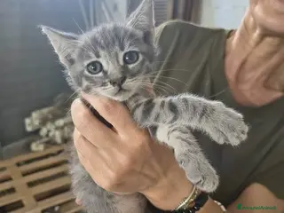 Meticcio gatti Sono 6 hanno 3 mesi, belli! Dolci - Annuncio 1