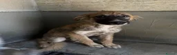 Meticcio cani in regalo: Tony  a Provincia di Modena - Annuncio 2