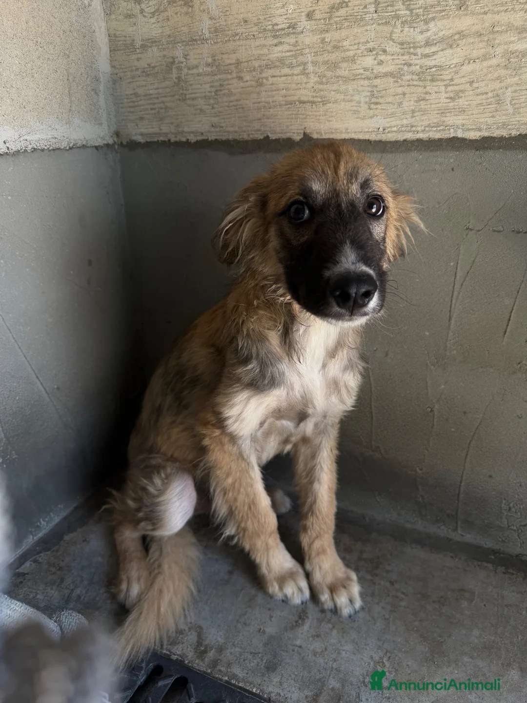 Meticcio cani in regalo: Tony  a Provincia di Modena - Annuncio 2