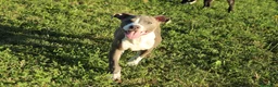 Pitbull cani in vendita: Cuccioli Pit Bull con pedigree anche a rate - Annuncio 1