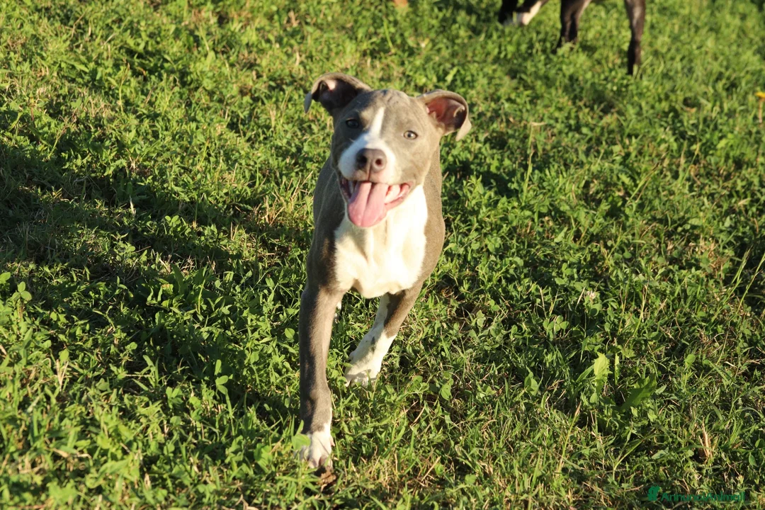 Pitbull cani in vendita: Cuccioli Pit Bull con pedigree anche a rate - Annuncio 1