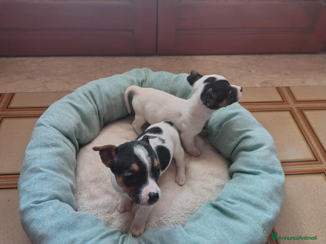 Jack Russell cani in vendita: Cuccioli jack russel  - Annuncio 3