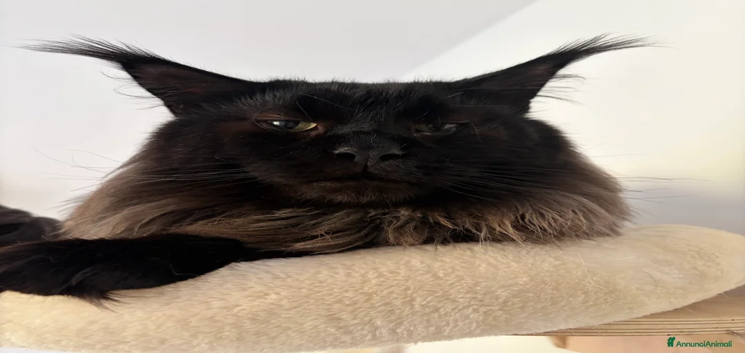 Immagine della galleria {{count}}