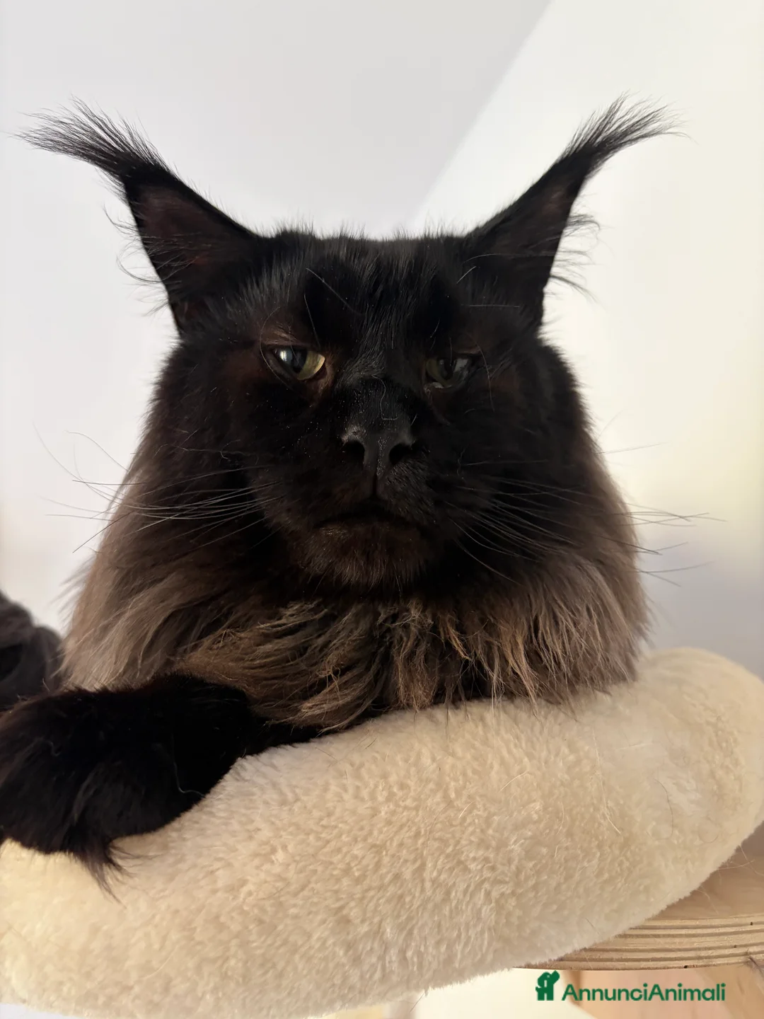 Immagine della galleria {{count}}