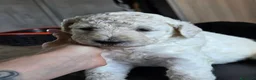 Barbone cani in vendita: Cuccioli Barbone Grande Mole - Annuncio 13