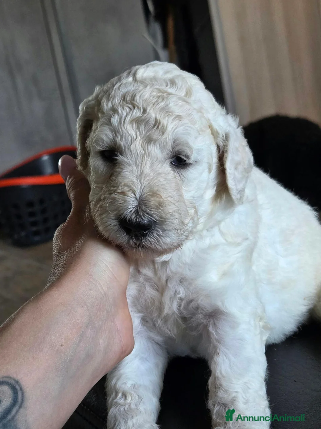 Barbone cani in vendita: Cuccioli Barbone Grande Mole - Annuncio 13