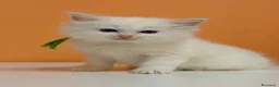 Ragdoll gatti in vendita: Cuccioli di ragdoll - Annuncio 14